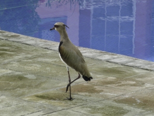 trinidad_lapwing-2