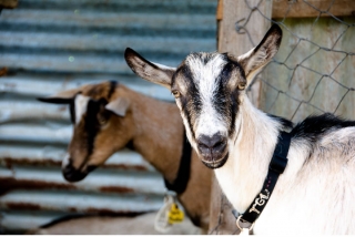 belmont_goats_2