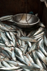 castries_fish_market_1