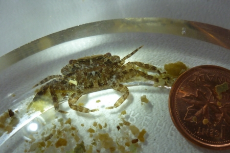 crab-and-penny