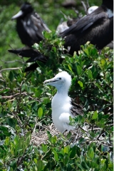 barbuda_frigate_bird_baby