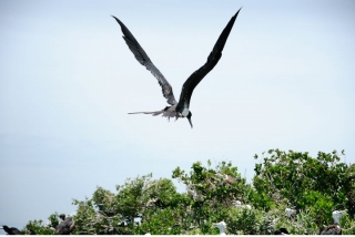 barbuda_frigate_bird_flying