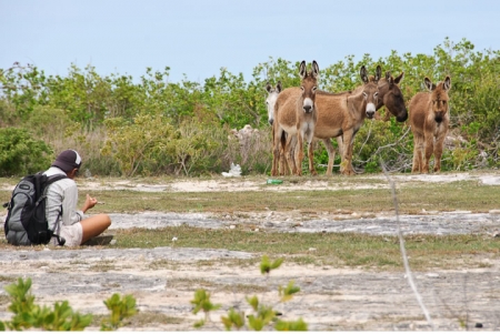 barbuda_spanish_pt_donkeys