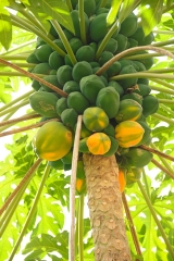 grenada_papaya