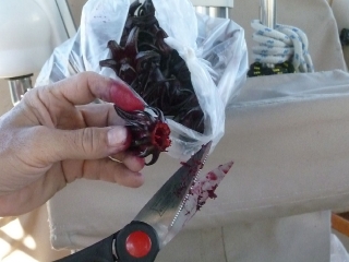 sorrel-cleaning_2011