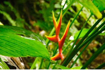 dominica_spanny_heliconia_12